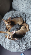 Chatons Abyssin de race pure