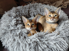 Chatons Abyssin de race pure