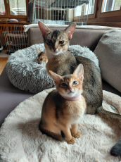 Chatons Abyssin de race pure