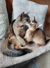 Chatons Abyssin de race pure