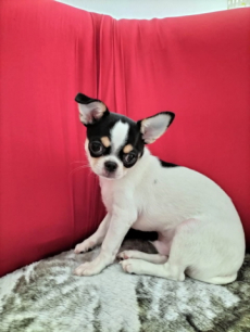 Chihuahua-Rüde mit Stammbaum