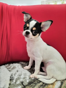 Chihuahua-Rüde mit Stammbaum