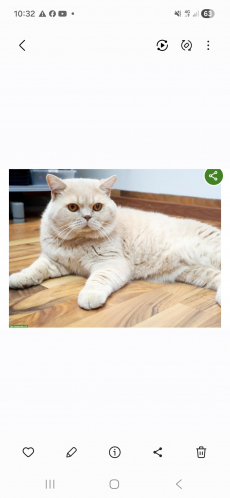 Bkh Baby Katzen zu vergeben.