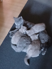 Bkh Baby Katzen zu vergeben.