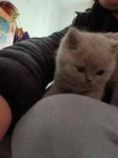 Bkh Baby Katzen zu vergeben.