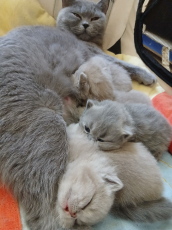 Bkh Baby Katzen zu vergeben.