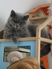Bkh Baby Katzen zu vergeben.