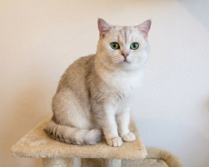 BKH Deckkater mit Stammbaum und Gentest 