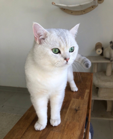 BKH Deckkater mit Stammbaum und Gentest 