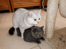 BKH Deckkater mit Stammbaum und Gentest 