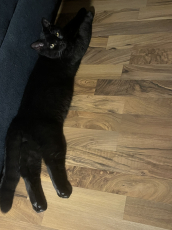 BKH Deckkater 