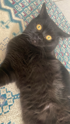 BKH Deckkater 