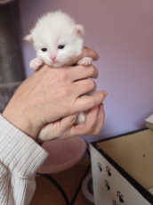 Süsse Ragdoll mix Kitten suchen Lebensplatz 