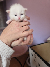 Süsse Ragdoll mix Kitten suchen Lebensplatz 