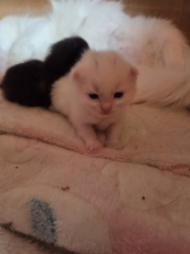 Süsse Ragdoll mix Kitten suchen Lebensplatz 