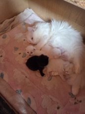 Süsse Ragdoll mix Kitten suchen Lebensplatz 