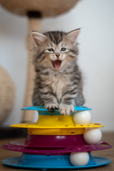 Sibirisches Katzenbaby Naila