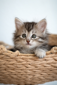 Sibirisches Katzenbaby Naila