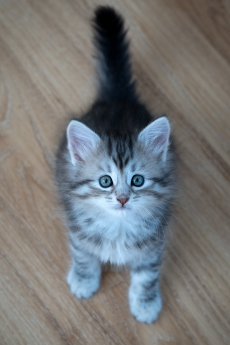 Sibirisches Katzenbaby Naila