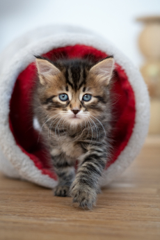 Sibirisches Katzenbaby Nike