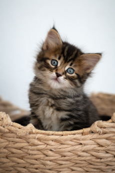 Sibirisches Katzenbaby Nike