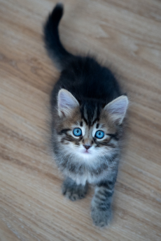 Sibirisches Katzenbaby Nike