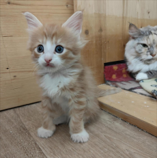 Süsse Maine coon Mixli