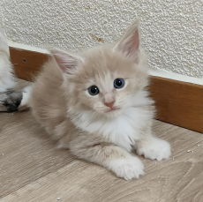 Süsse Maine coon Mixli