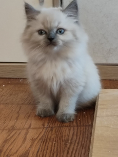 Süsse BLH Kitten