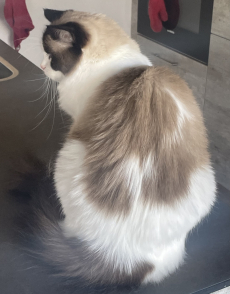 Wunderschöne Ragdoll Katze