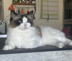 Wunderschöne Ragdoll Katze