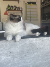Wunderschöne Ragdoll Katze