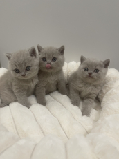 BSH Britisch Shorthair / Reinrassige BKH