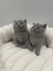 BSH Britisch Shorthair / Reinrassige BKH