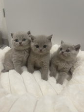 BSH Britisch Shorthair / Reinrassige BKH