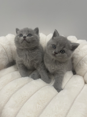 BSH Britisch Shorthair / Reinrassige BKH
