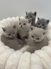 BSH Britisch Shorthair / Reinrassige BKH