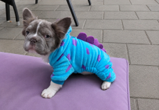 Frenchbulldog Welpen -Amicus registriert