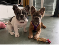 Frenchbulldog Welpen -Amicus registriert