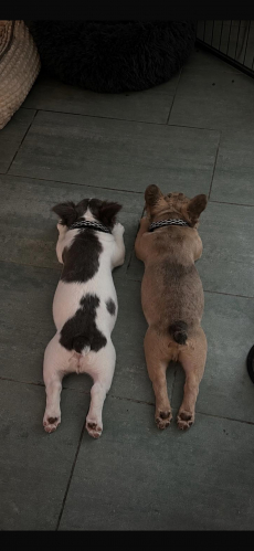 Frenchbulldog Welpen -Amicus registriert