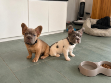Frenchbulldog Welpen -Amicus registriert