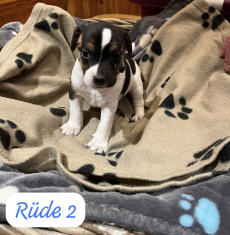 Jack Russell-Welpen
