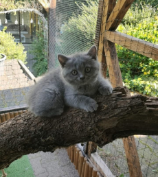 BKH Kitten blue