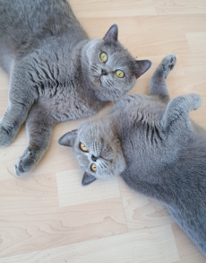 BKH Kitten blue
