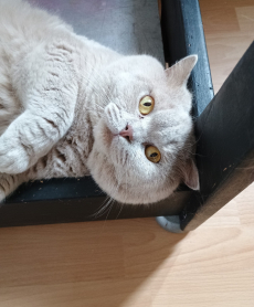 BKH Kitten blue