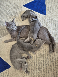 Zu verkaufen: Russisch Blau Katzen-Mami mit einem ihrer Kitten