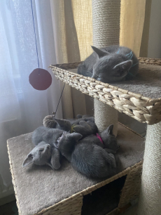 Zu verkaufen: Russisch Blau Katzen-Mami mit einem ihrer Kitten