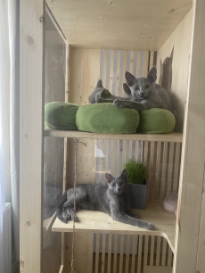 Zu verkaufen: Russisch Blau Katzen-Mami mit einem ihrer Kitten