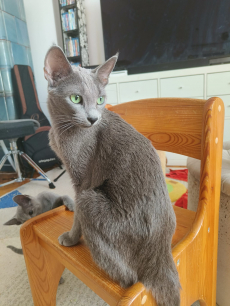 Zu verkaufen: Russisch Blau Katzen-Mami mit einem ihrer Kitten