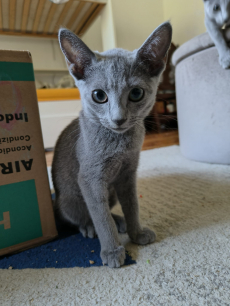 Zu verkaufen: Russisch Blau Katzen-Mami mit einem ihrer Kitten